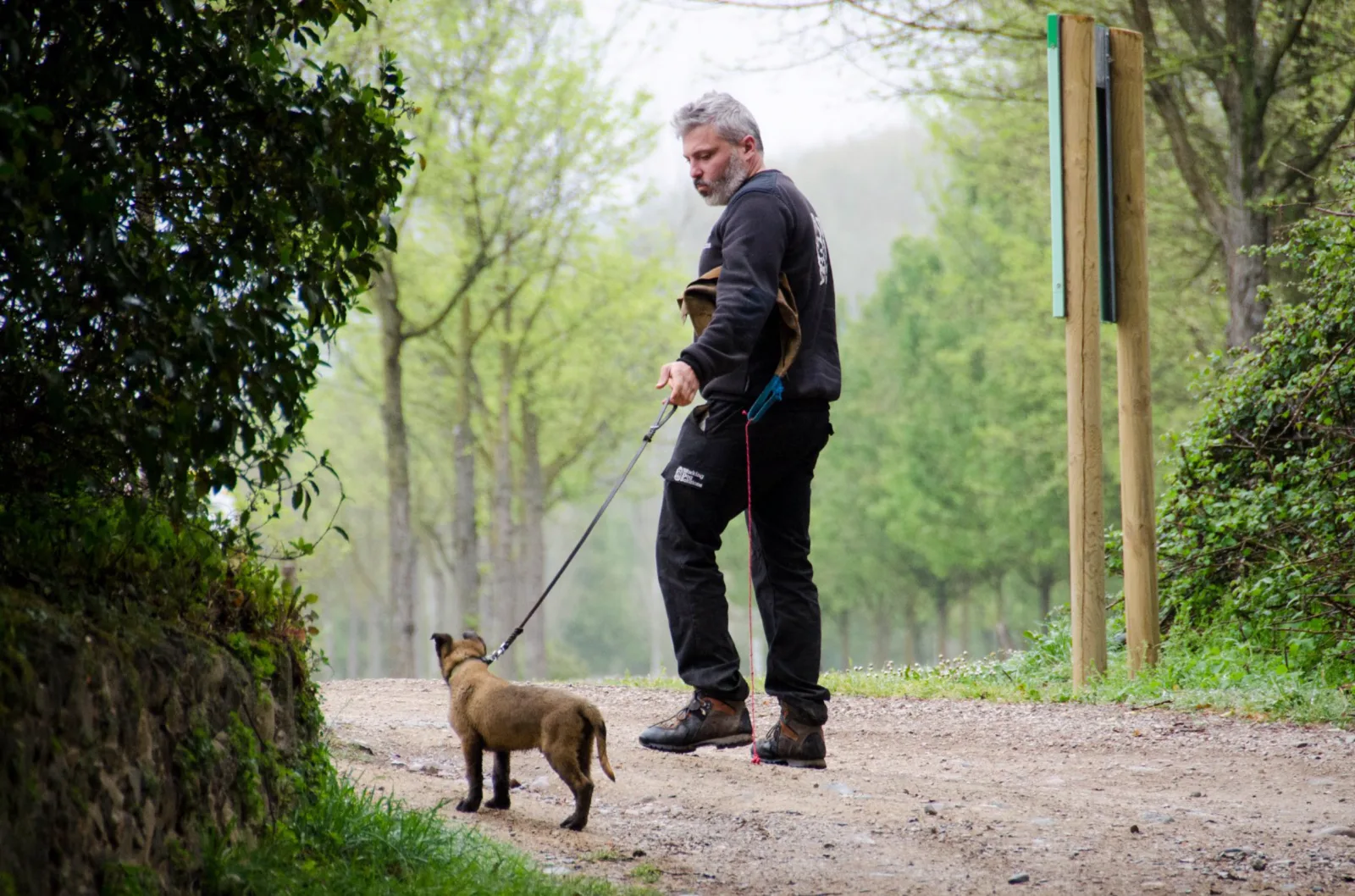 Guía de WDS y cachorro completos en un camino arbolado